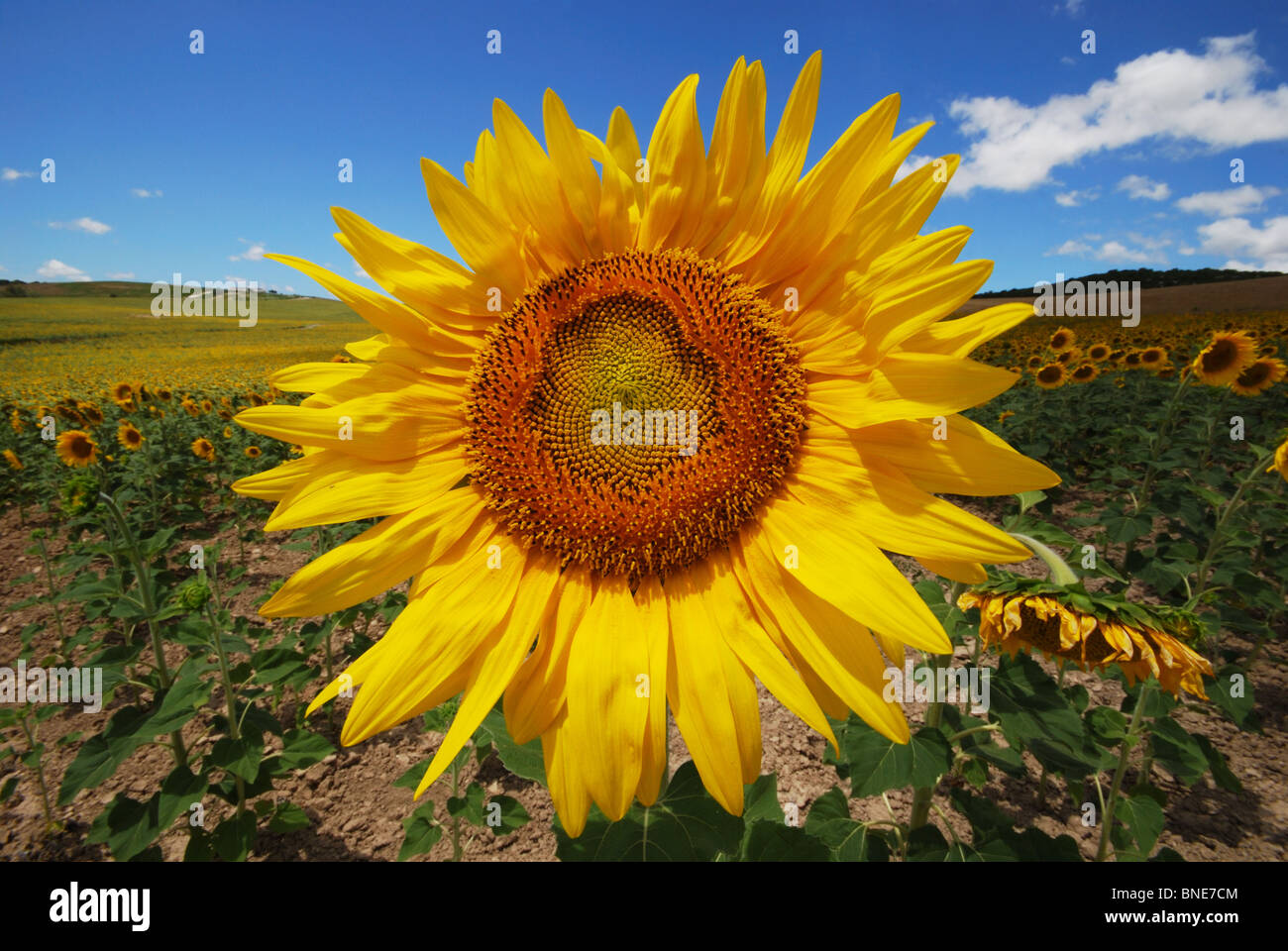Sunflower field, Near Medina Sidonia, Cadiz Province, Andalucia, Spain, Western Europe. Stock Photo