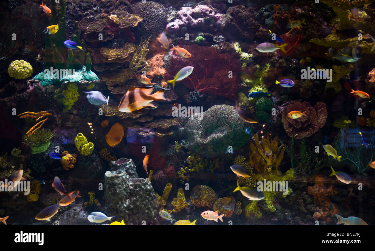 The famous reception desk aquarium at the Mirage, an MGM resort hotel