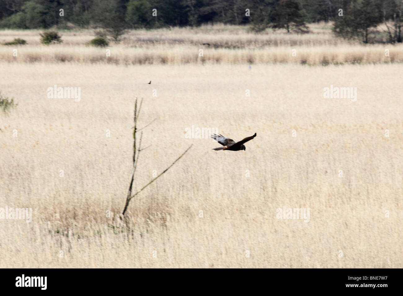 Marsh harrier (Circus aeruginosus), Minsmere RSPB reserve, Suffolk, May 2010 Stock Photo