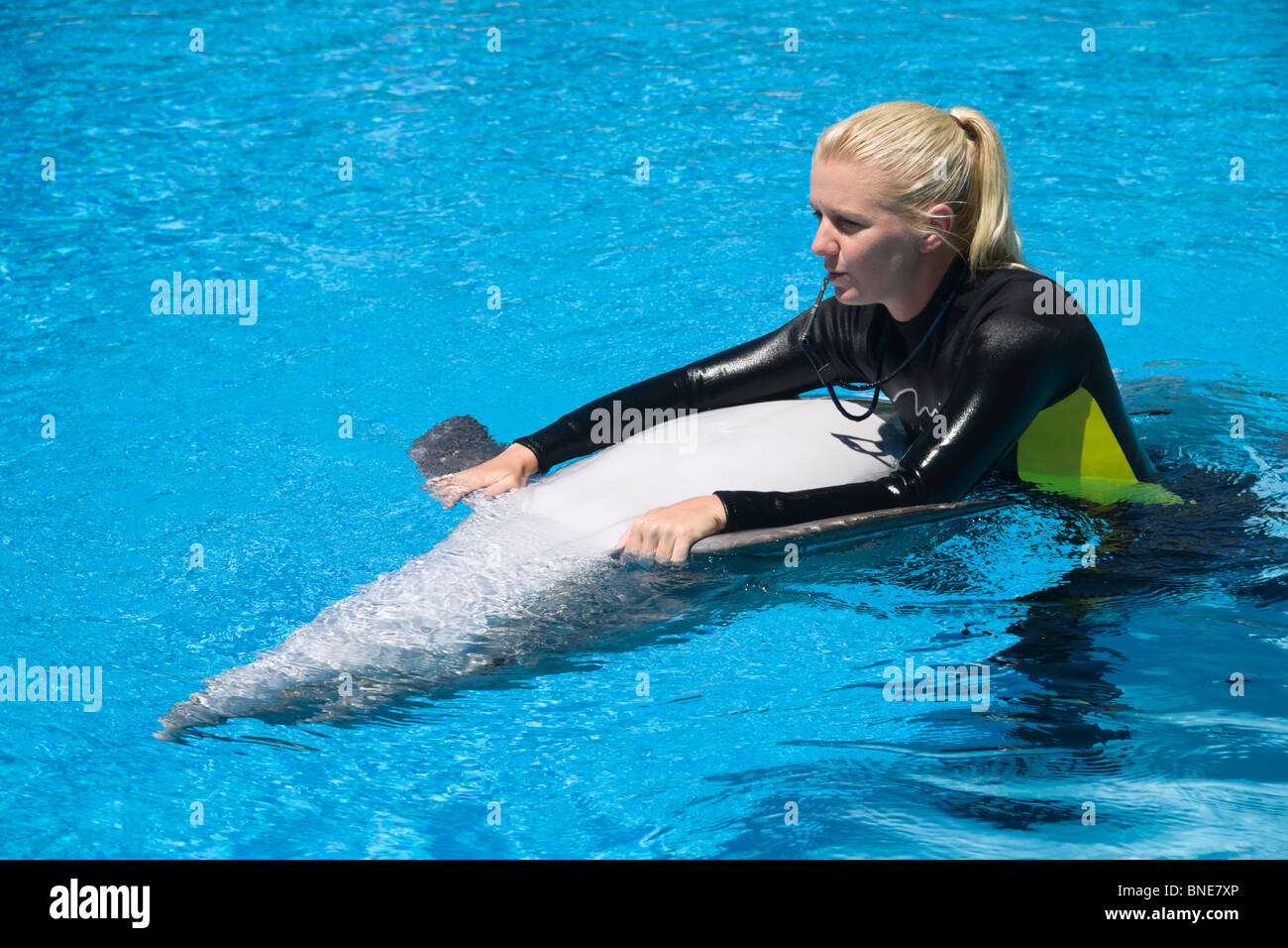mirage swim with dolphins