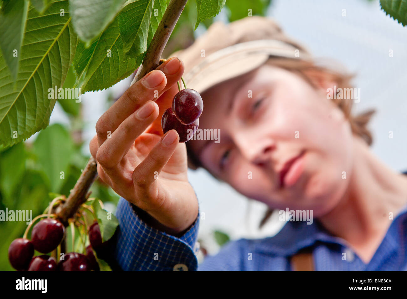 Picking Cherries in Kent Stock Photo Alamy