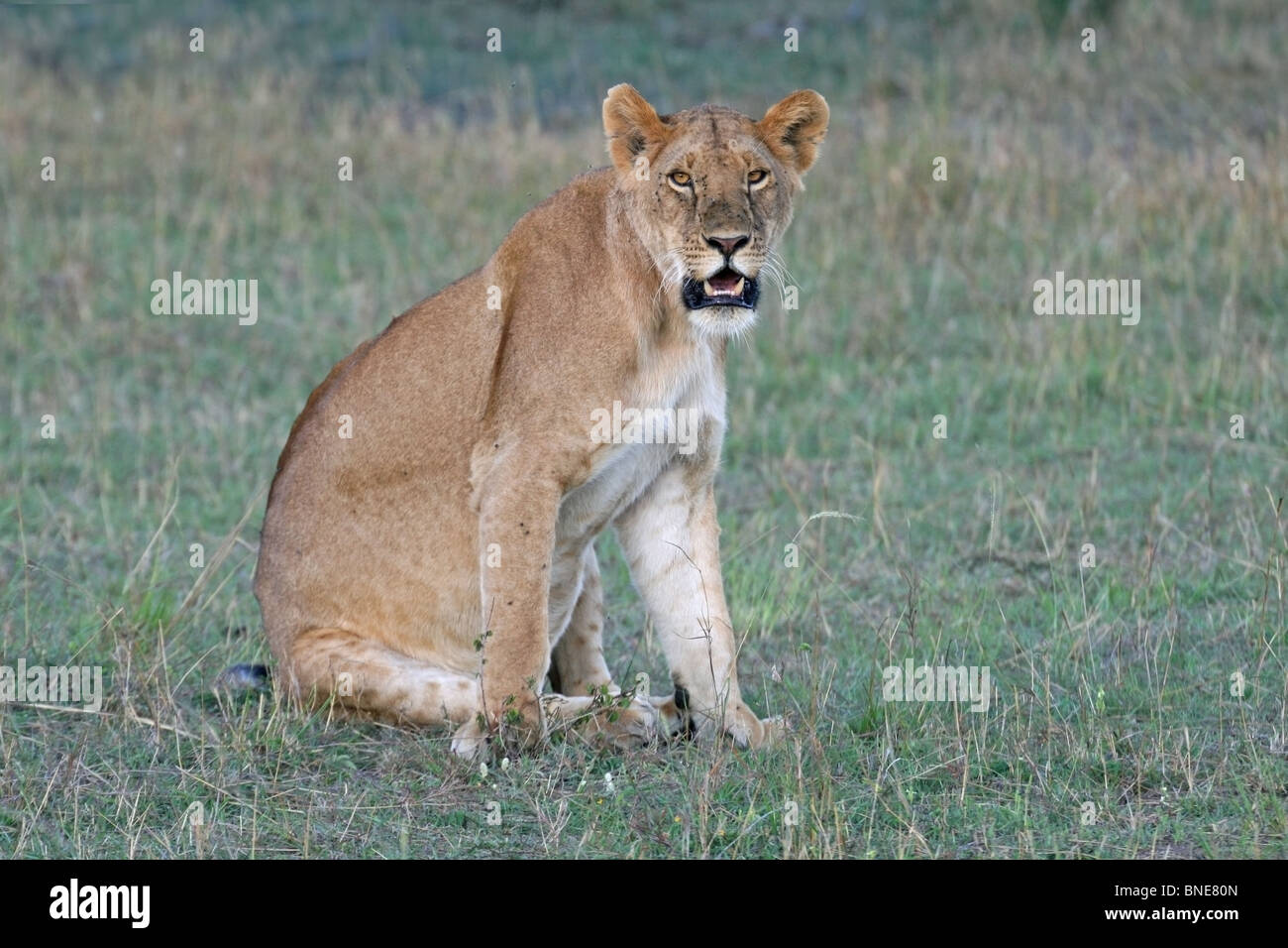 A young lioness sitting in the Savannah's of Masai Mara National Reserve, Kenya, Africa Stock Photo