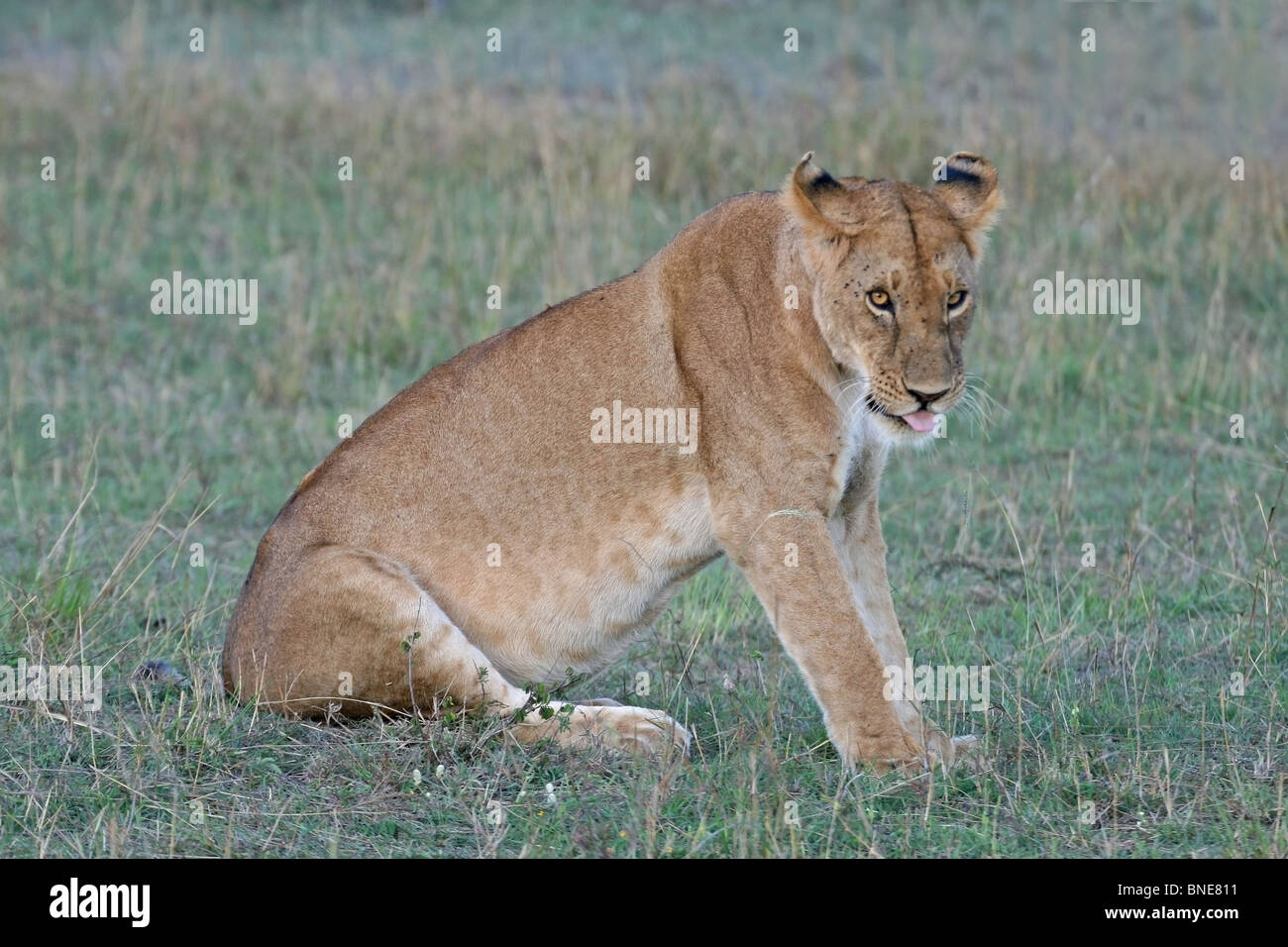A young lioness sitting in the Savannah's of Masai Mara National Reserve, Kenya, Africa Stock Photo