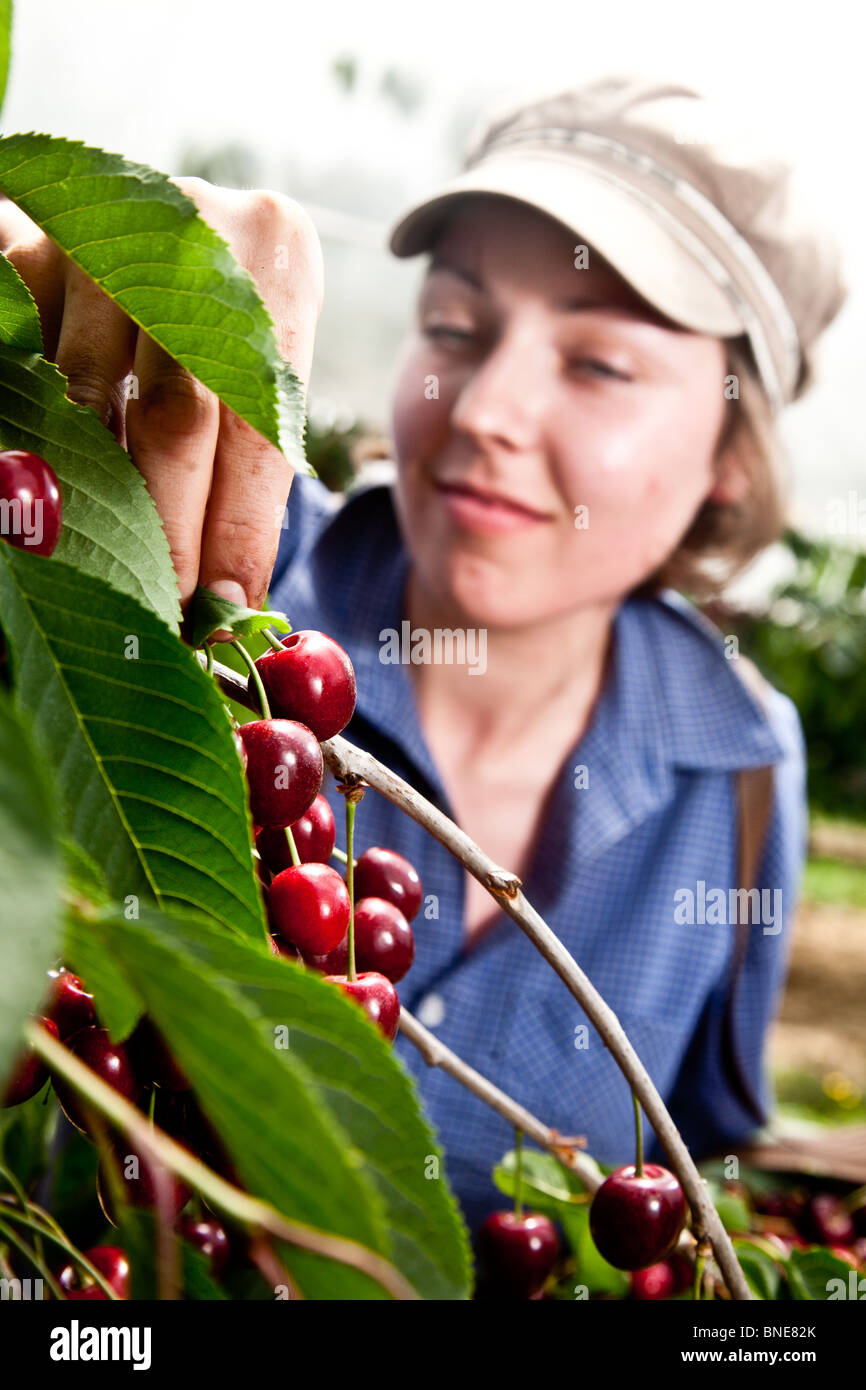 Picking Cherries in Kent Stock Photo Alamy