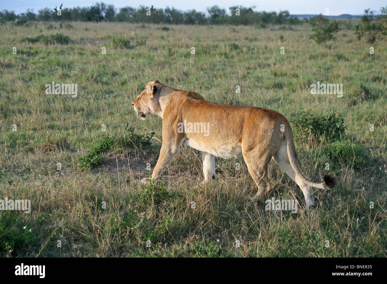 A young lioness walking in the Savannah's of Masai Mara National Reserve, Kenya, Africa Stock Photo