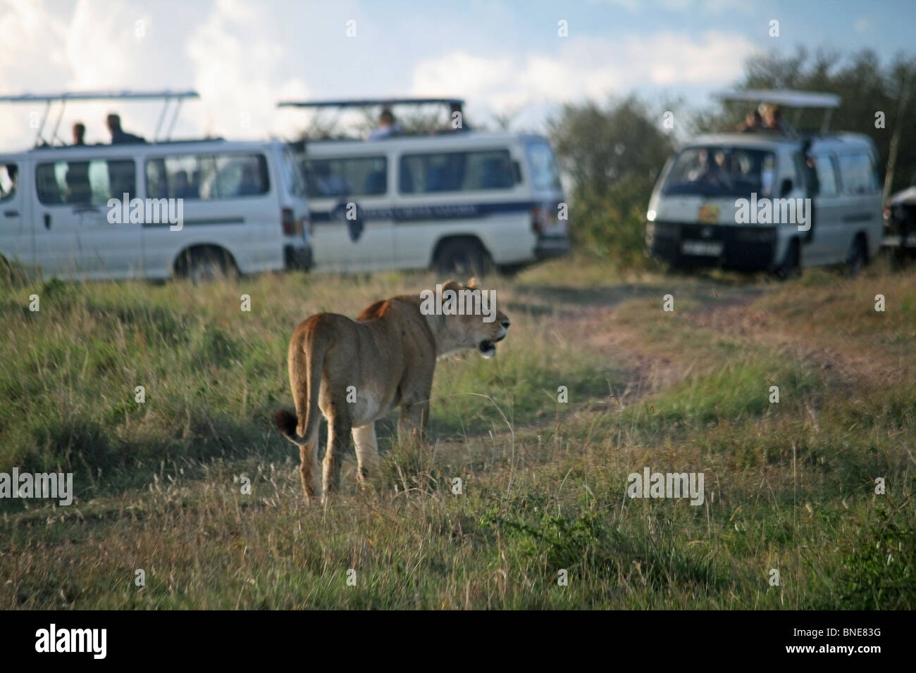 A lioness surrounded by Safari vehicles in Masai Mara National Reserve, Kenya, Africa Stock Photo