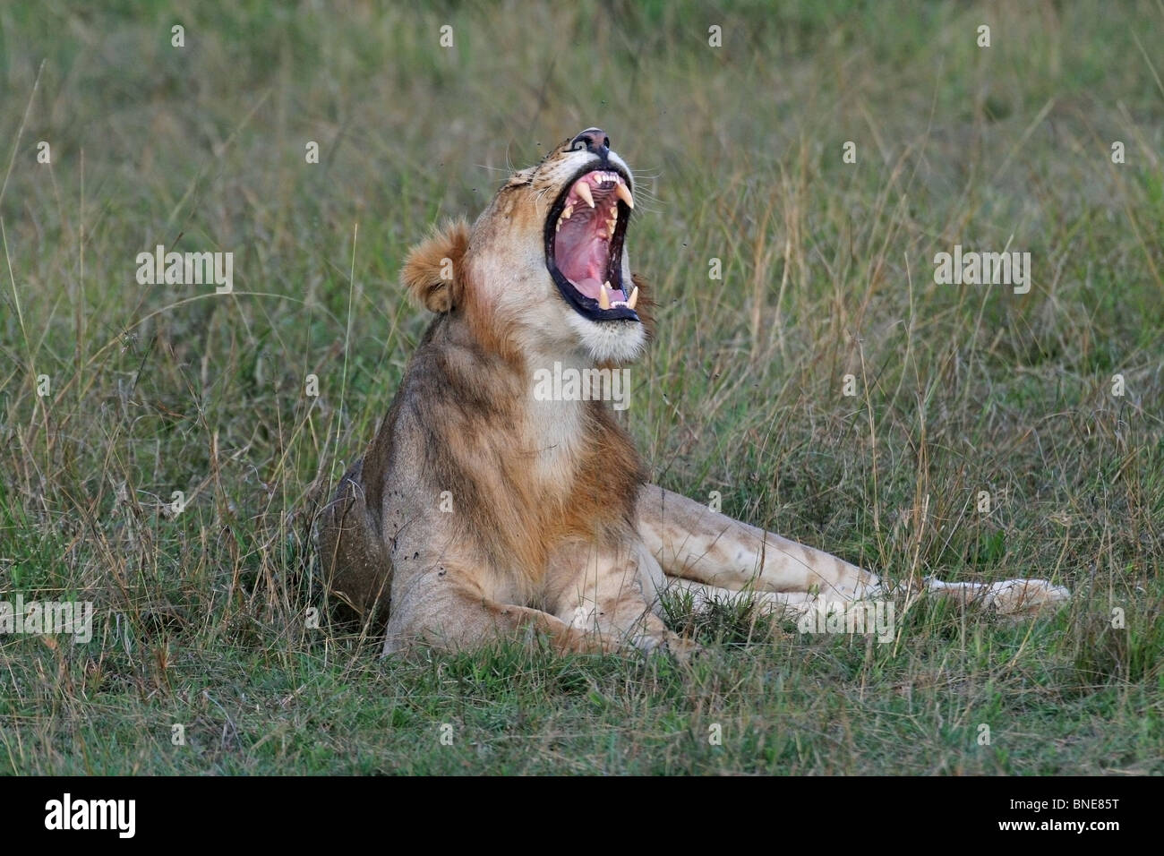 A young lion yawns while relaxing in Masai Mara National Reserve, Kenya, Africa Stock Photo