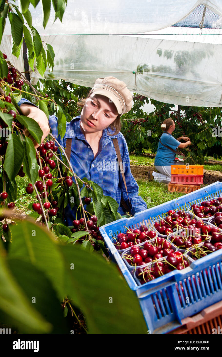 Picking Cherries in Kent Stock Photo Alamy