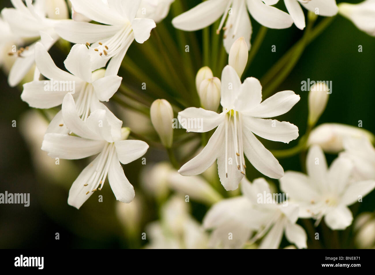 Agapanthus 'Headbourne White' in flower Stock Photo