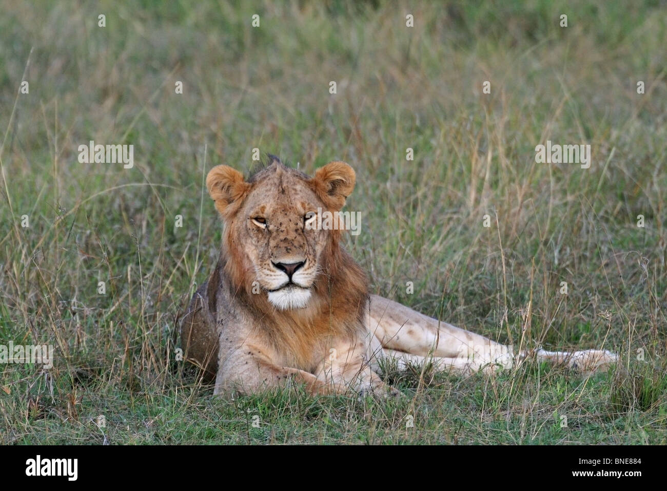 A young male Lion portrait shot. Picture taken in Masai Mara National Reserve, Kenya, East Africa. Stock Photo