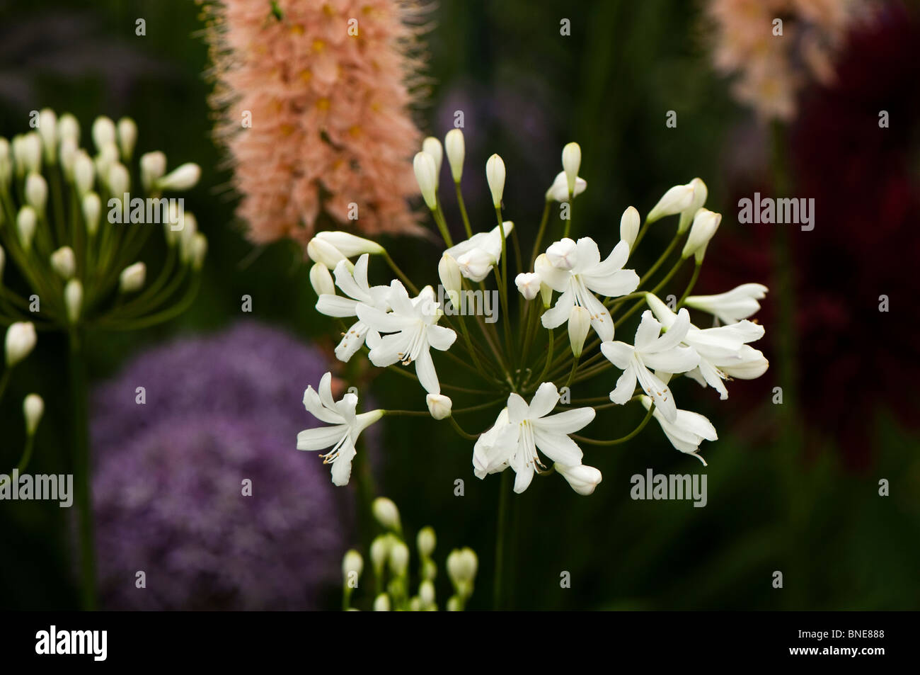 Agapanthus 'Umbellatus albus' in flower Stock Photo