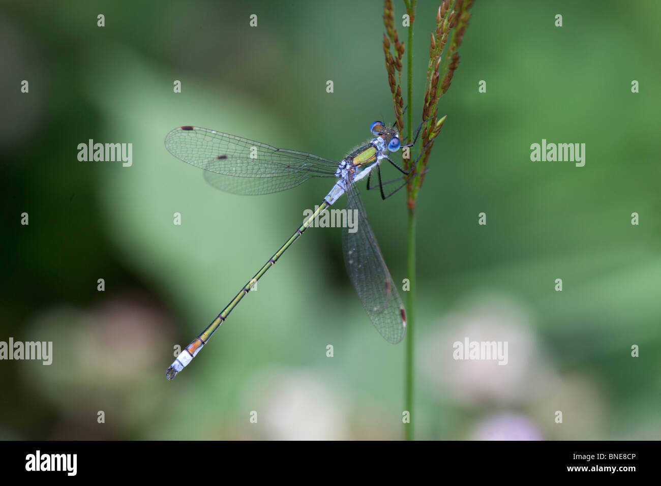 Emerald Damselfly Lestes sponsa adult male at rest Stock Photo - Alamy