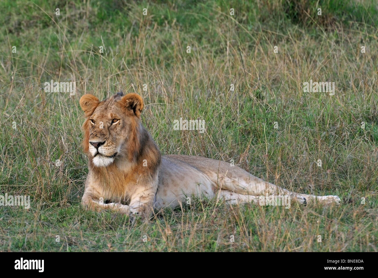 A young male Lion portrait shot. Picture taken in Masai Mara National Reserve, Kenya, East Africa. Stock Photo