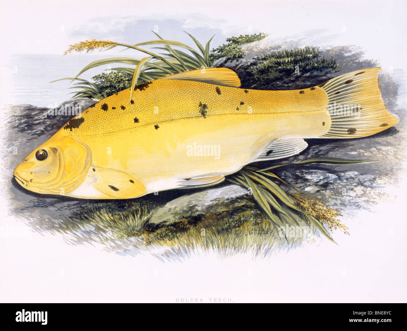Golden Tench, 19th Century, England, Color Lithograph, Private Collection Stock Photo