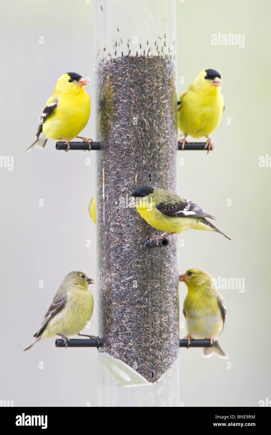 Lesser & American Goldfinches perching on Thistle Feeder - Vertical