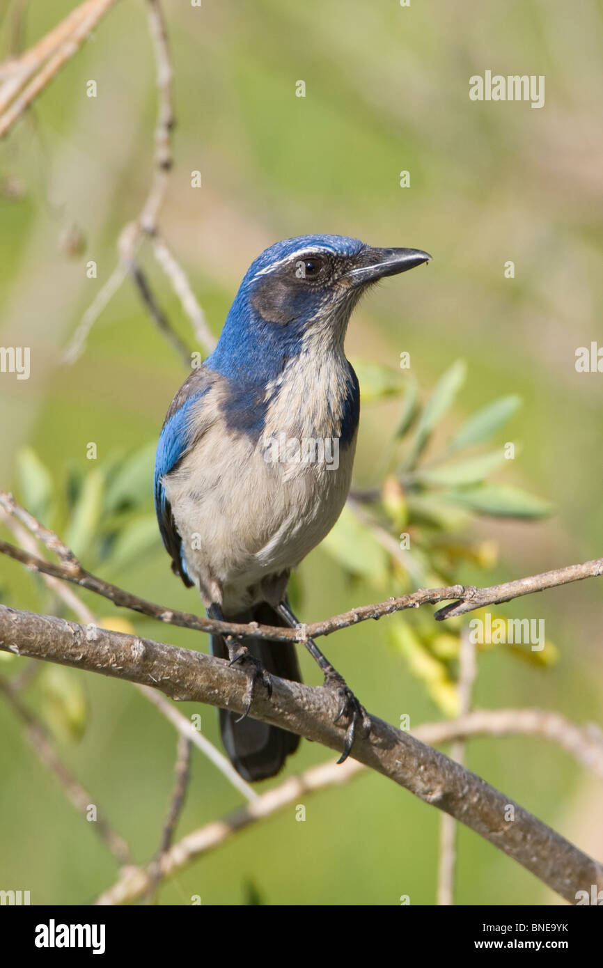 Scrub Jay western Stock Photo Alamy
