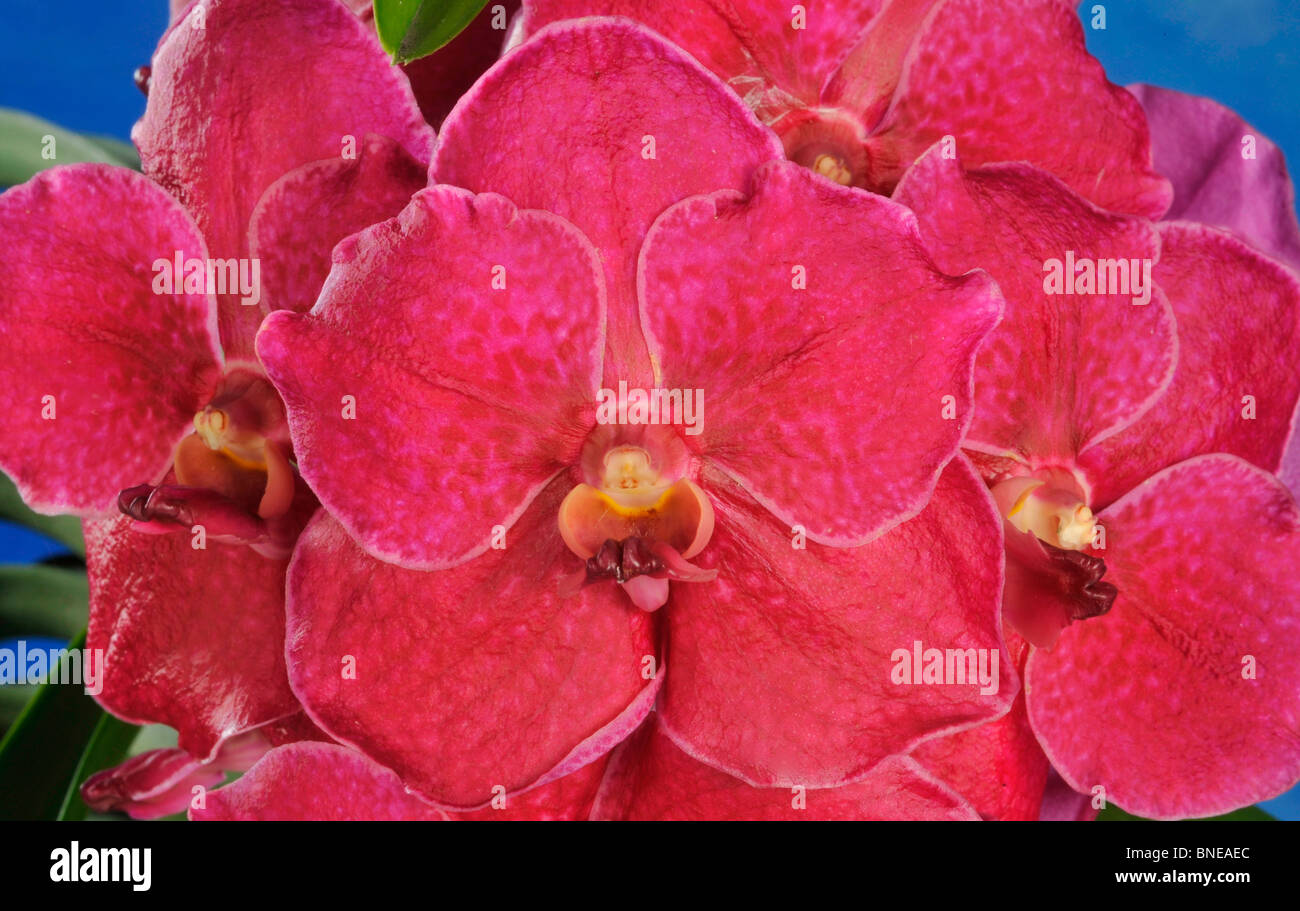 Close-up of Ascocenda orchid flowers Stock Photo
