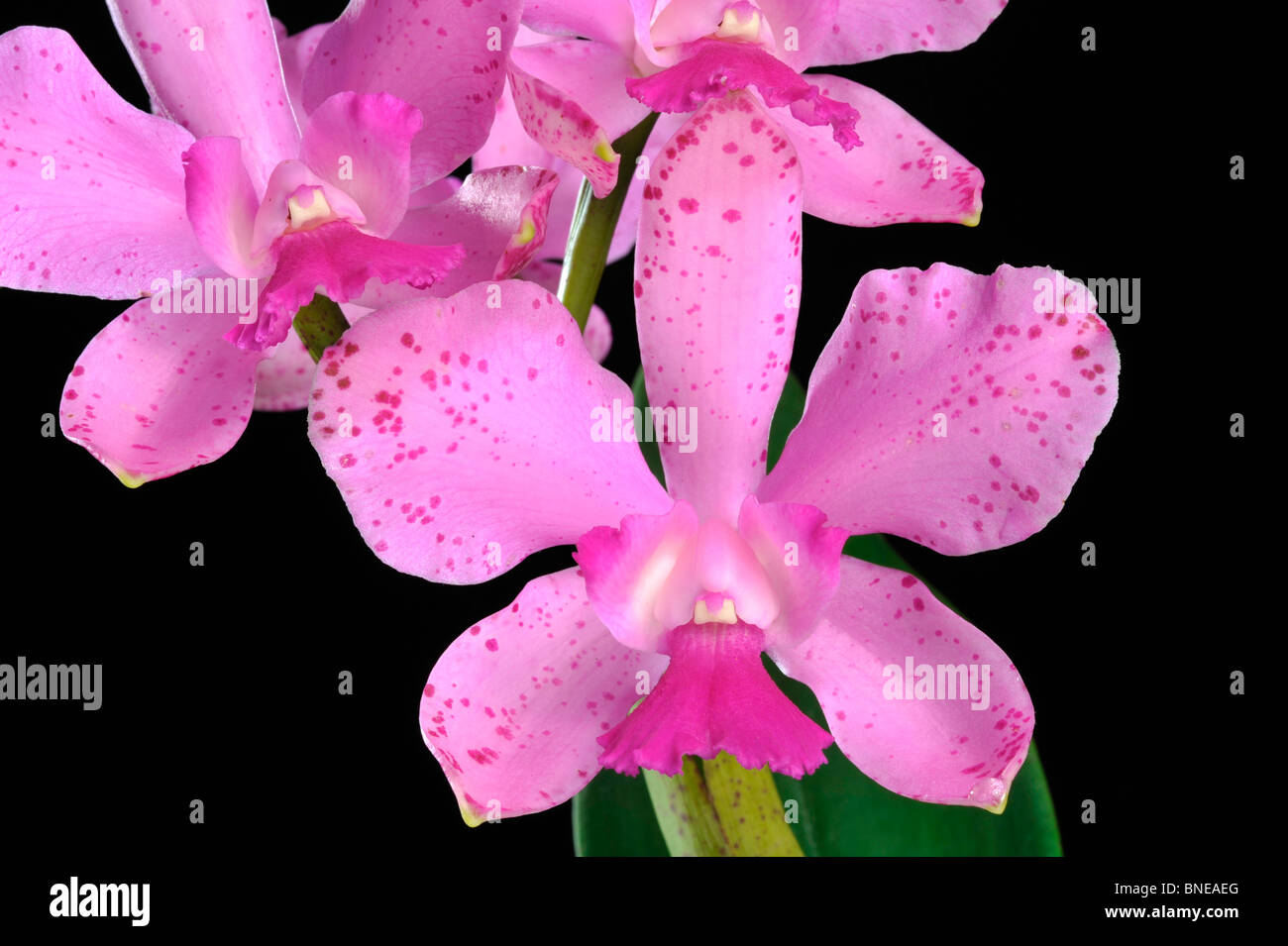 Close-up of orchid Cattleya Lavender Lulu Stock Photo