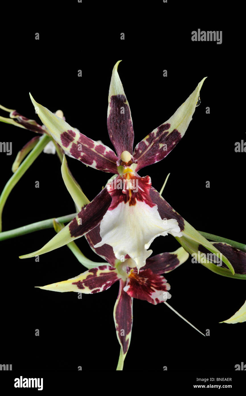 Closeup of Aliceara Dorothy Oka orchid flowers Stock Photo Alamy