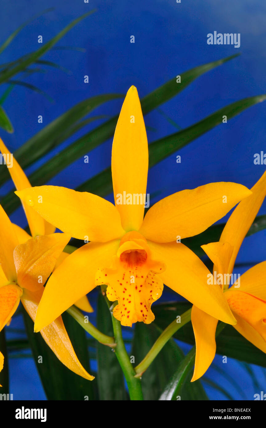 Close-up of Brassolaeliocattleya Golden Tang orchid flower Stock Photo