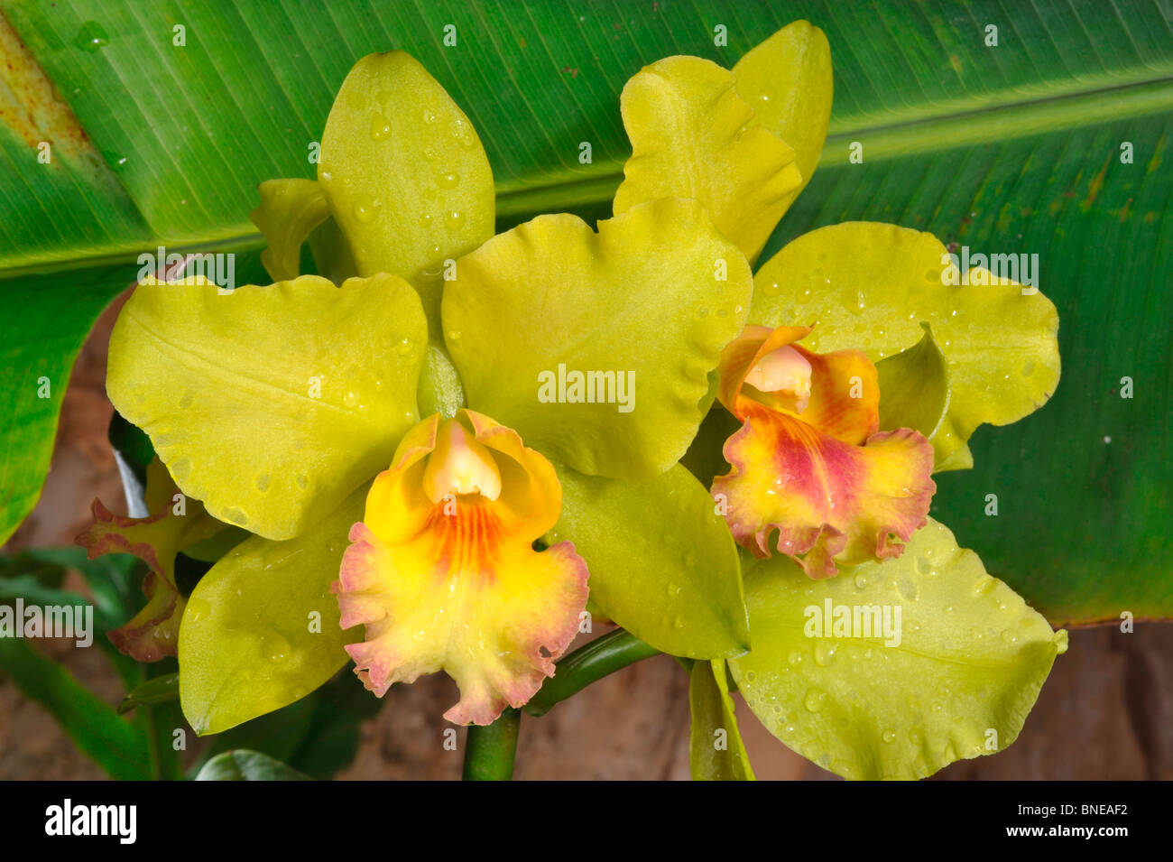 Close-up of Brassolaeliocattleya victor umi peltier orchid flowers Stock Photo