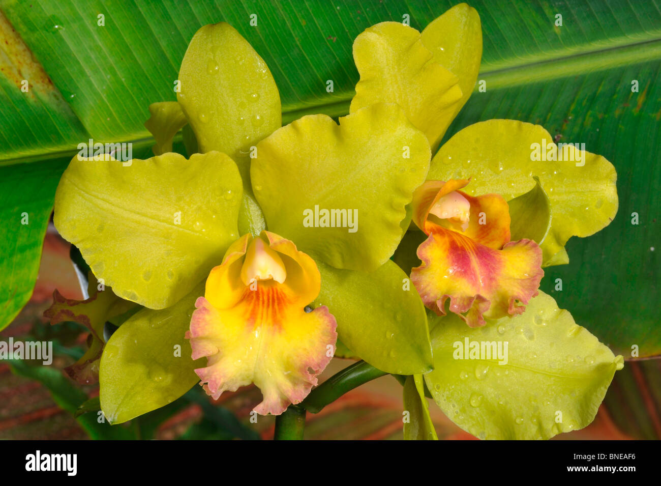 Close-up of Brassolaeliocattleya orchid Stock Photo