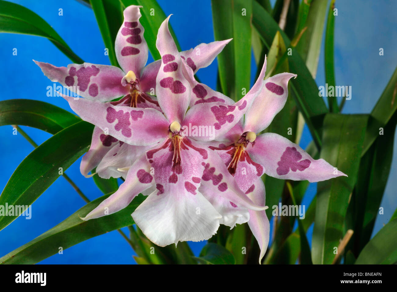 Close-up of hybrid Beallara Peggy Ruth Carpenter orchid flowers Stock Photo