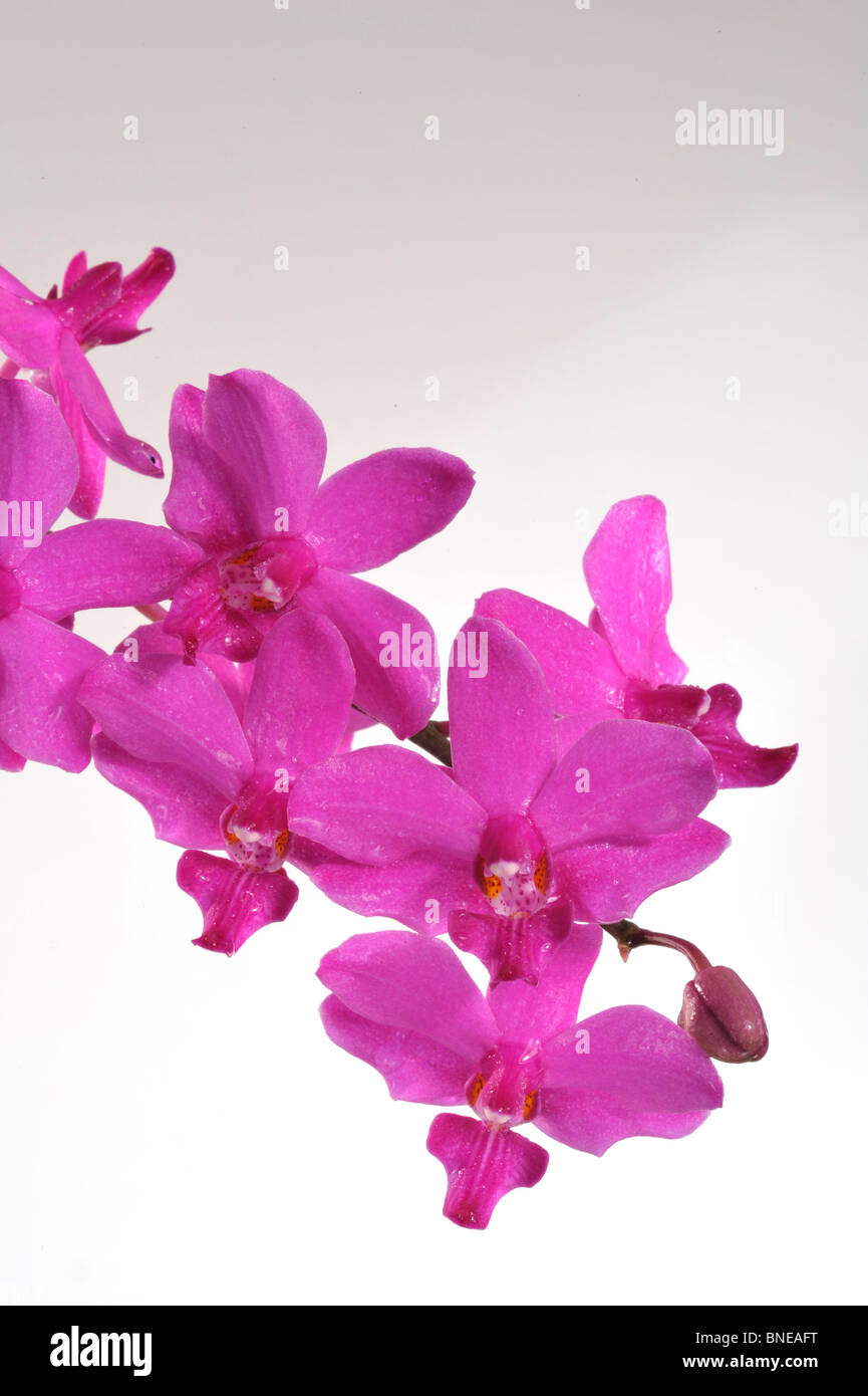 Close-up of a hybrid Doritaenopsis Malibu Queen orchid flowers Stock Photo
