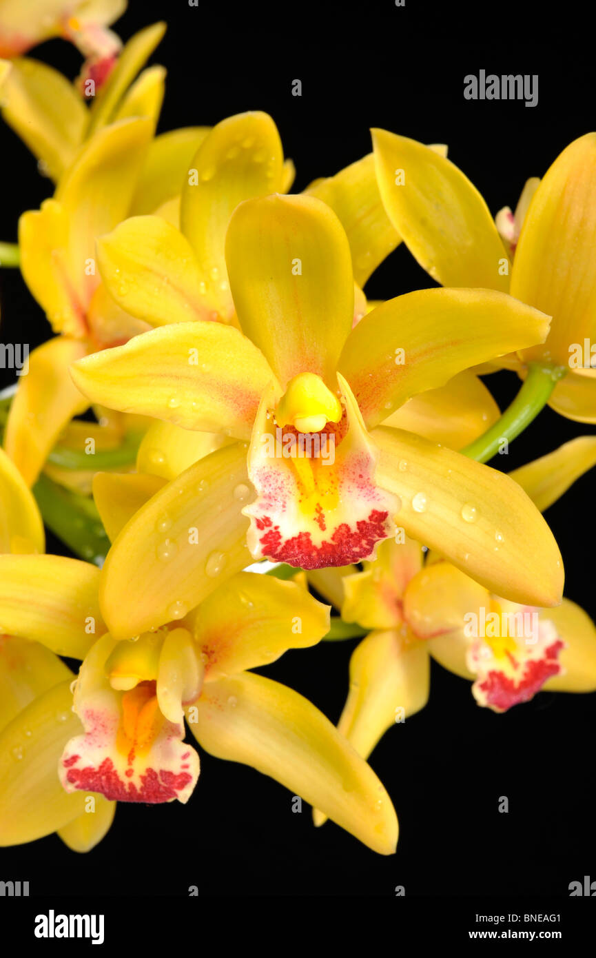 Close-up of a hybrid Cymbidium Mary Pinchess Del Rey orchid flowers Stock Photo