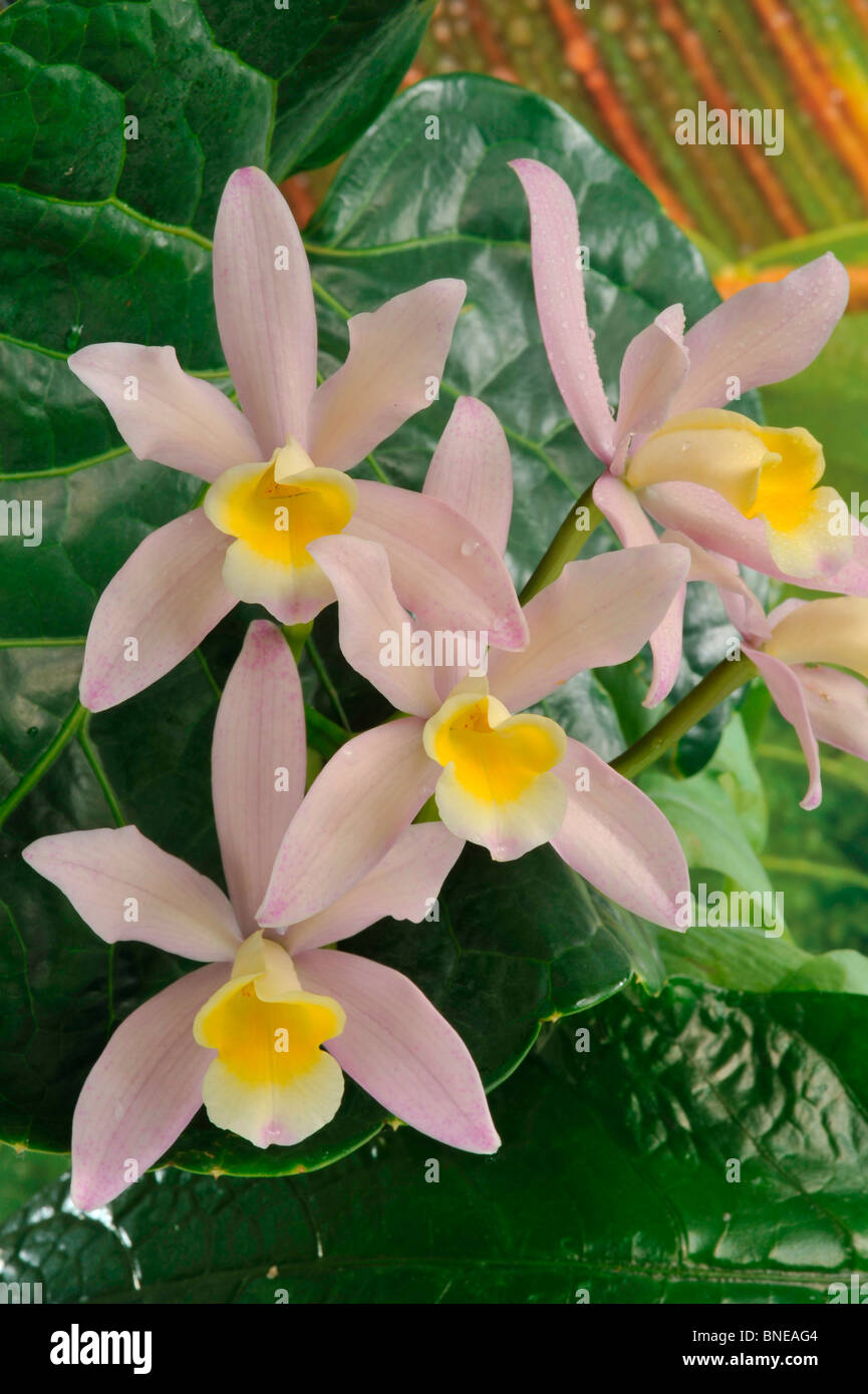 Close-up of hybrid Cattleya Loddiaca orchid flowers Stock Photo