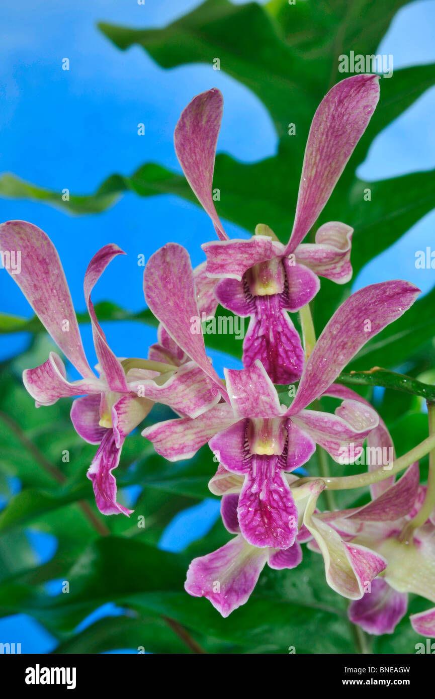 Closeup of hybrid Dendrobium Easter Bunny orchid flowers Stock Photo