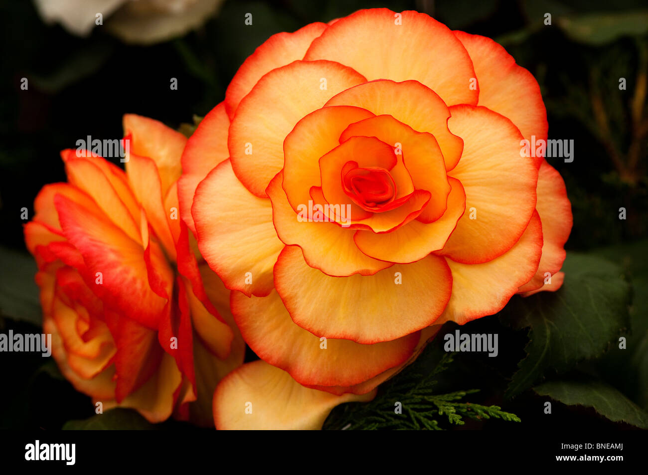 Begonia 'Saturn' in flower Stock Photo