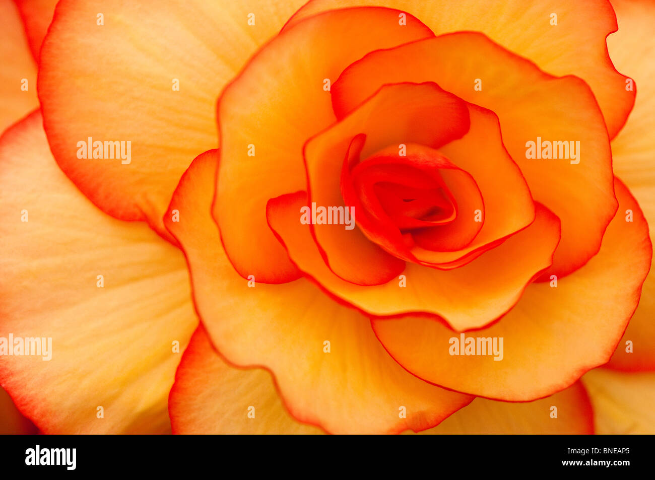 Begonia 'Saturn' in flower Stock Photo