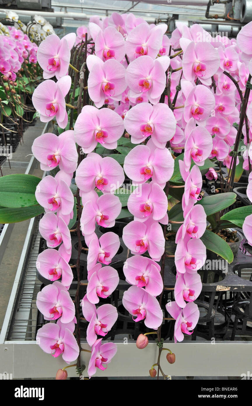 Orchid flowers in a greenhouse, Taiwan Stock Photo Alamy
