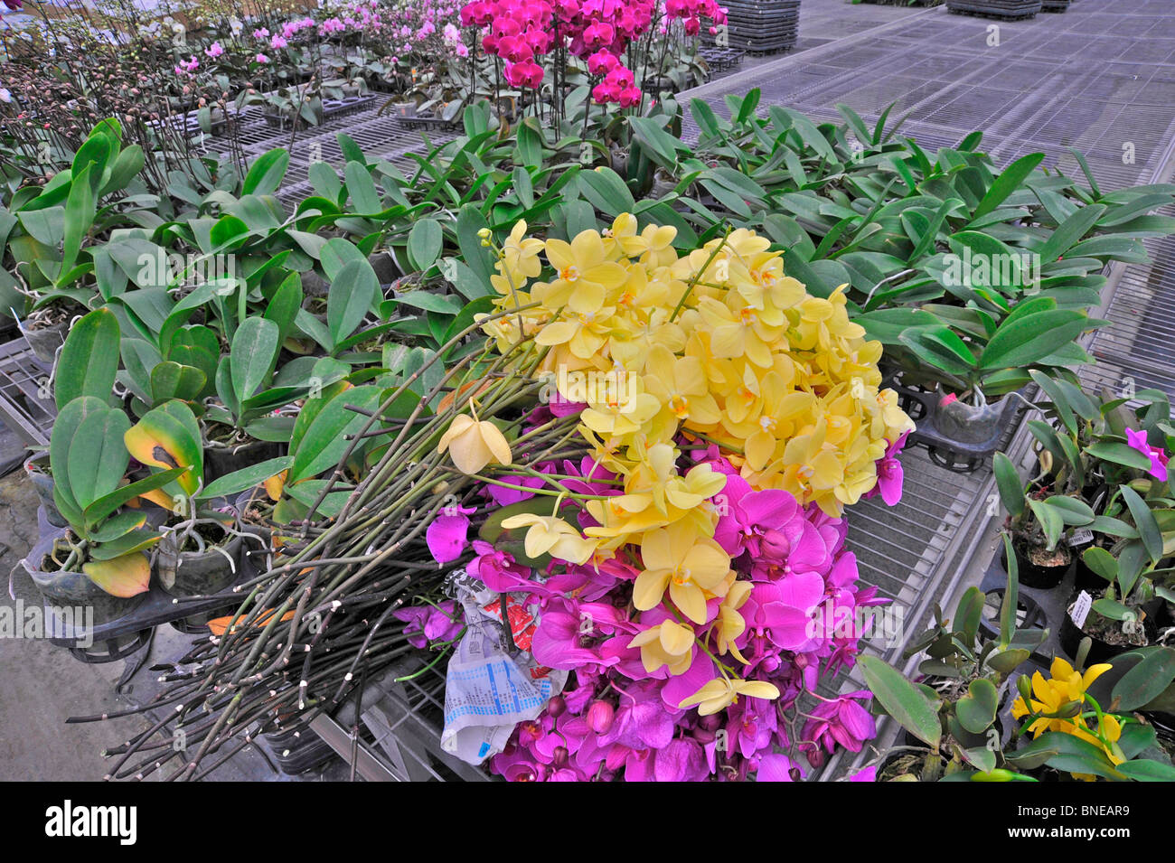 Orchid flowers in a greenhouse, Taiwan Stock Photo Alamy