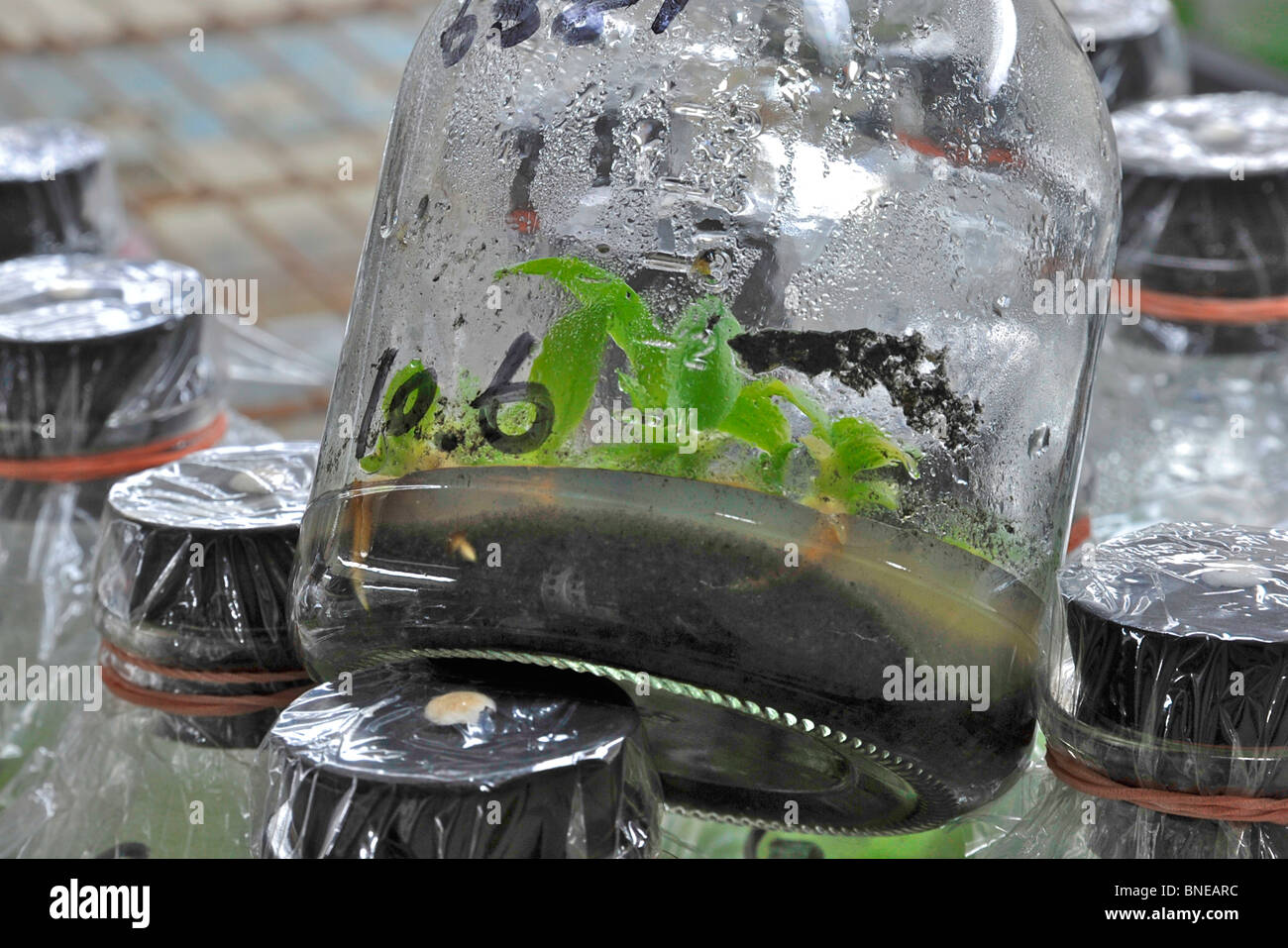 Specimen jars containing plants, R. O. C. Tissue Culture Labs, Ching Hua Orchids, Xinying City, Tainan County, Taiwan Stock Photo