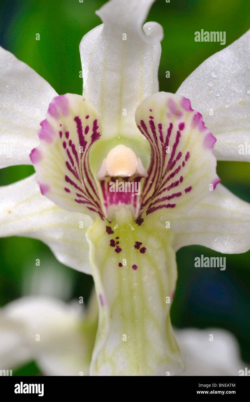 Purple mist flower hi-res stock photography and images - Alamy