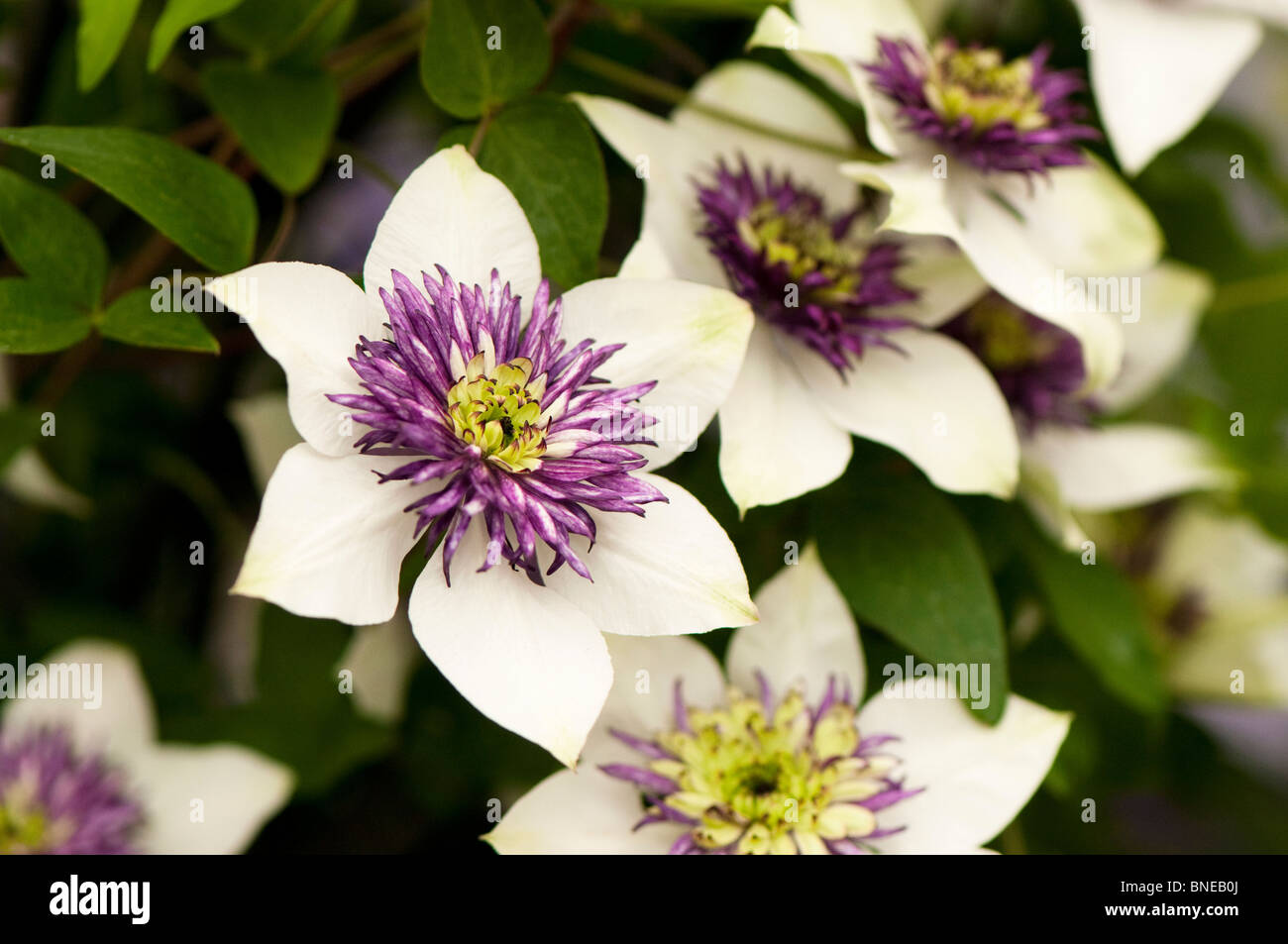 Clematis florida 'Sieboldii' in flower Stock Photo