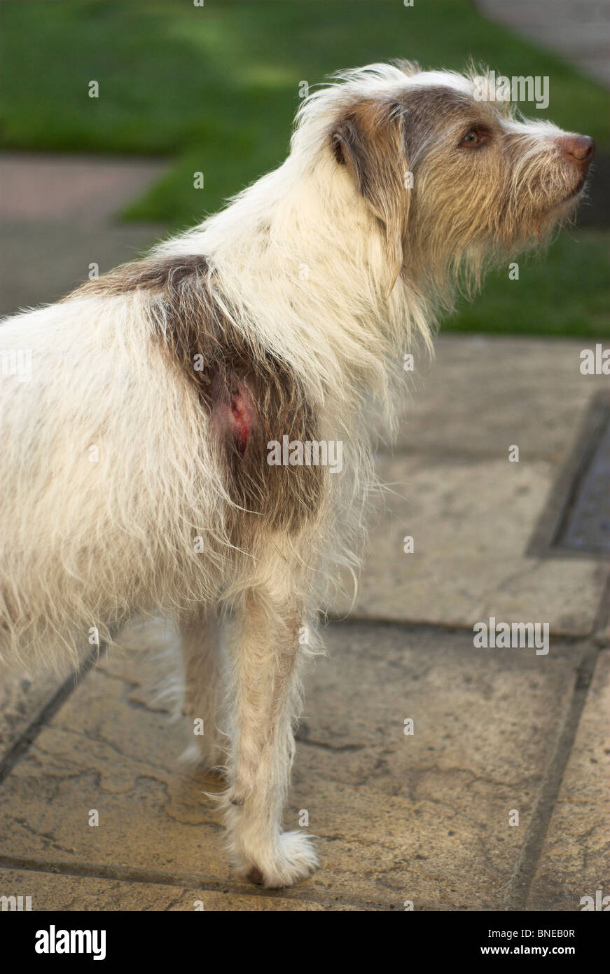 Wounds received from an unprovoked attack by another dog on this Jack  Russell / Border Terrier cross Stock Photo - Alamy