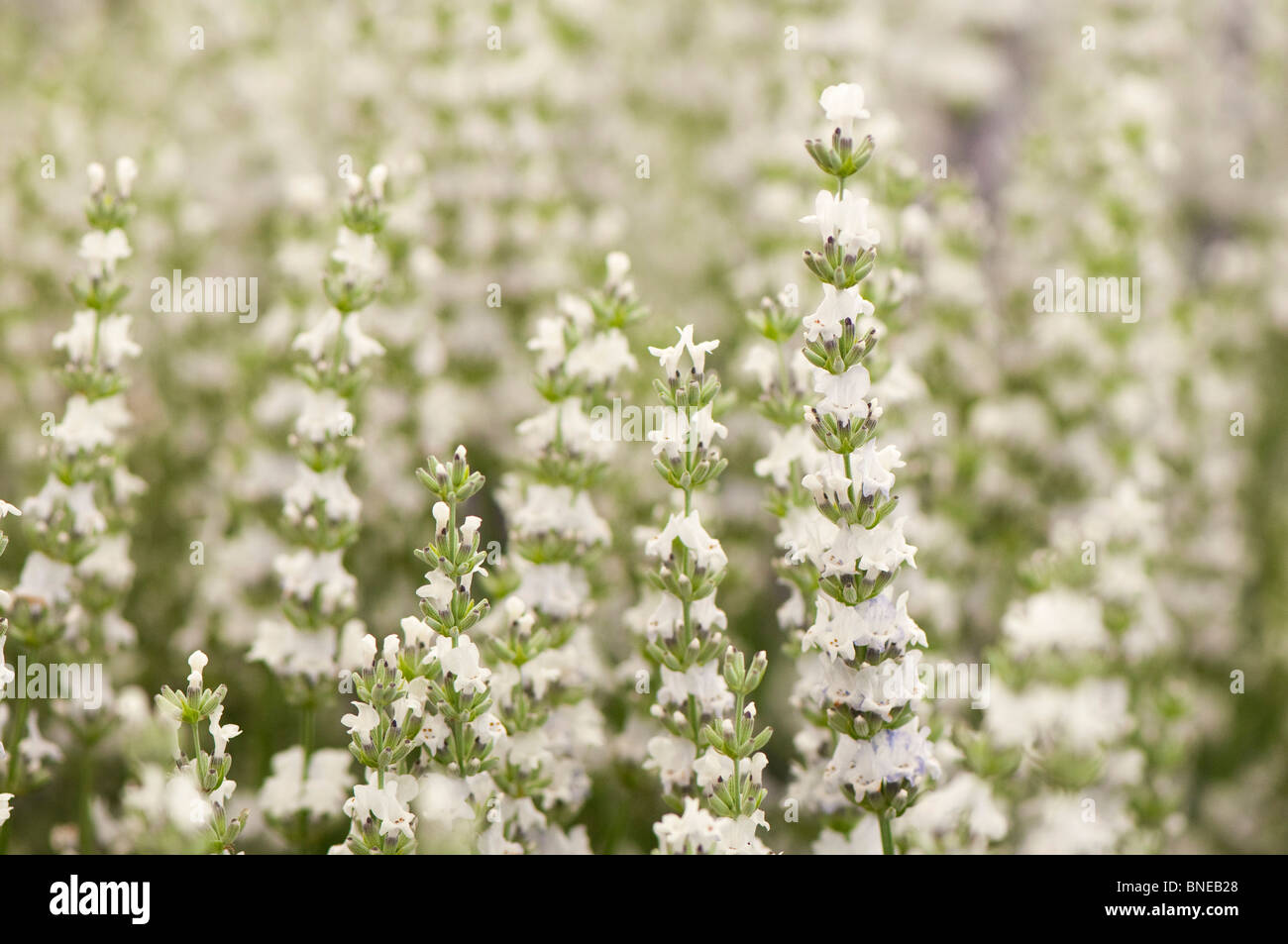 Lavandula x intermedia 'Edelweiss' in flower Stock Photo