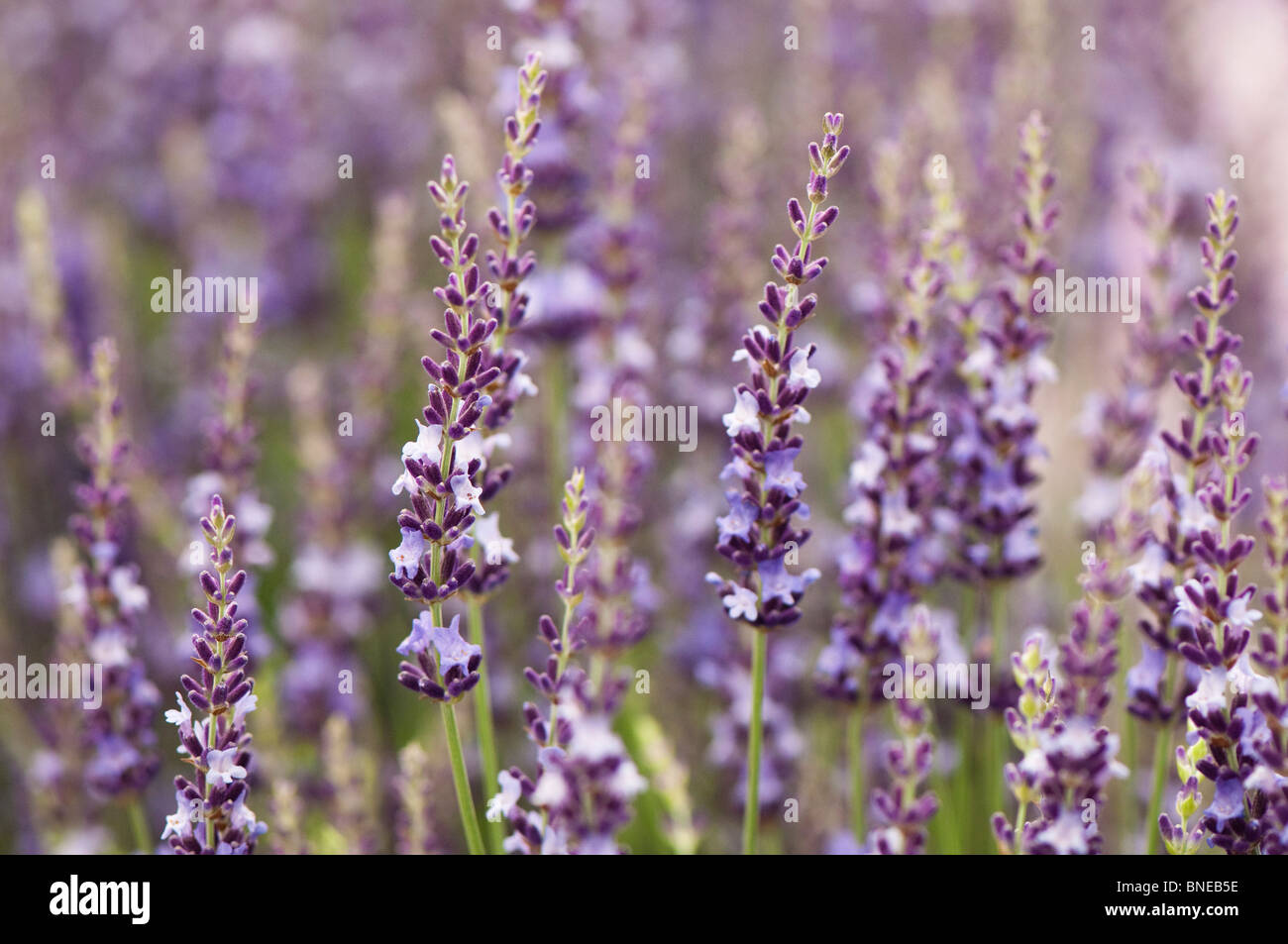 Lavandula x intermedia 'Gros Bleu' in flower Stock Photo