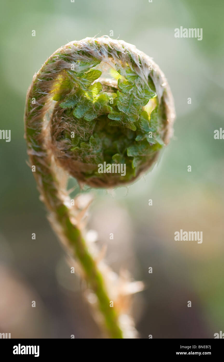 Fern unfurling closeup hi-res stock photography and images - Alamy