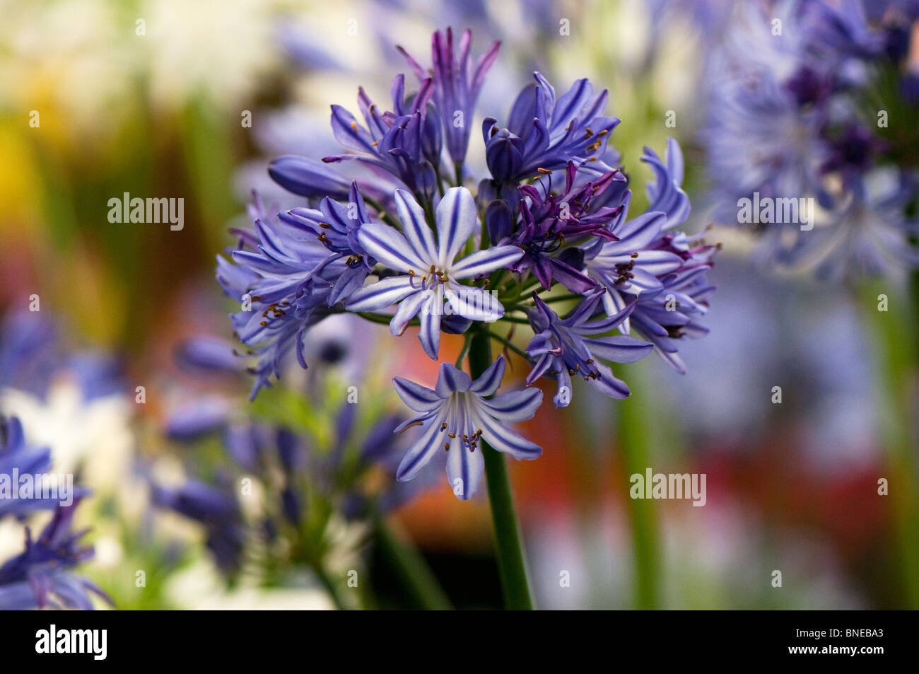 Agapanthus 'Tornado' in flower Stock Photo Alamy