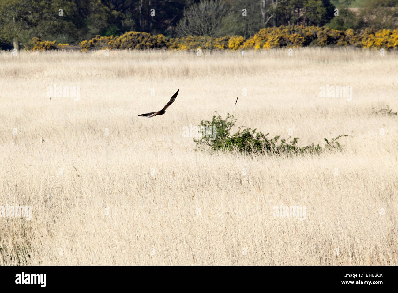 Marsh harrier (Circus aeruginosus), Minsmere RSPB reserve, Suffolk, May 2010 Stock Photo