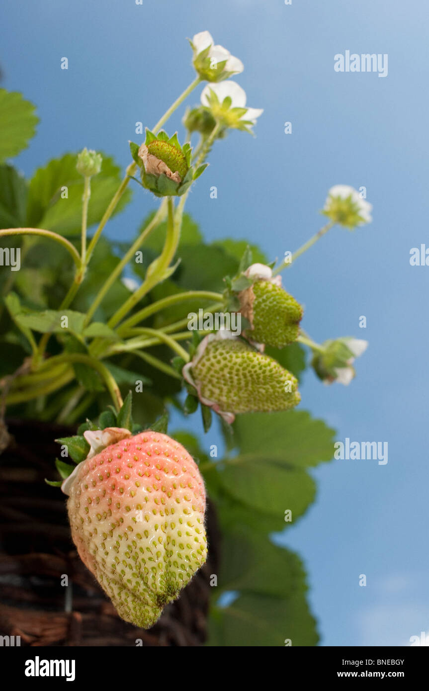 Ripening Strawberry hanging from a strawberry plant in a hanging basket Stock Photo Alamy