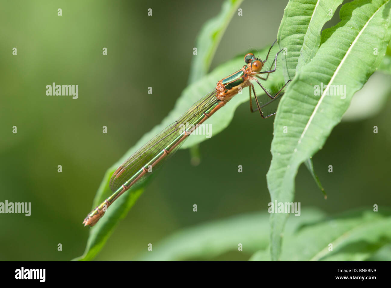 Emerald Damselfly Lestes sponsa adult female at rest Stock Photo - Alamy