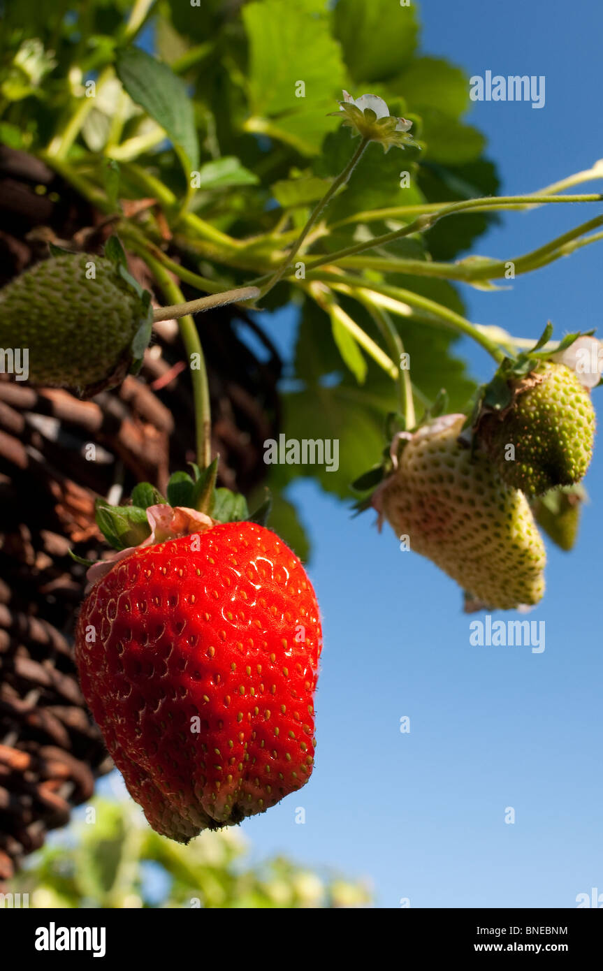 Ripe Strawberry hanging from a strawberry plant in a hanging basket Stock Photo