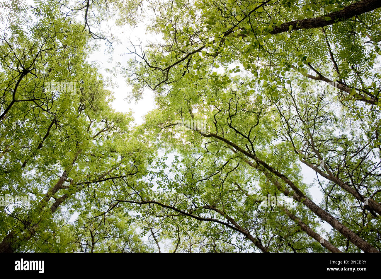 Looking upwards towards the tree canopy at the sun through the leaves of a beech trees Stock Photo