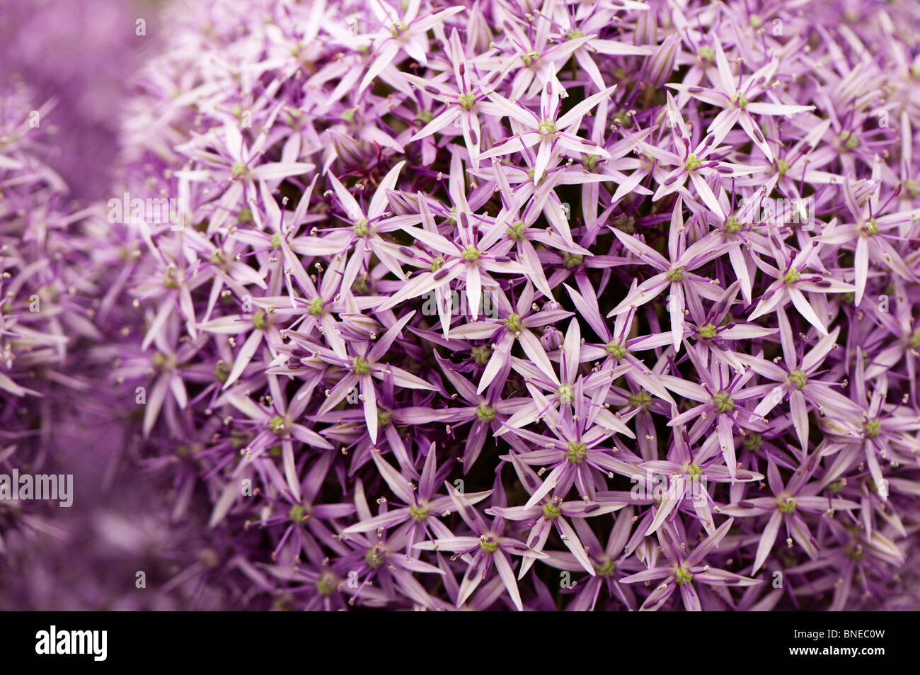 Close up of an Allium 'Globemaster' flower Stock Photo Alamy
