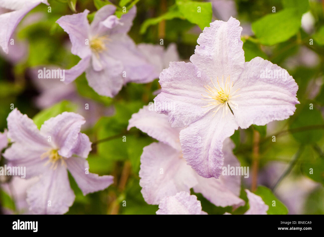 Clematis 'Blue Angel' in flower Stock Photo